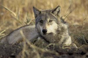 the-endangered-gray-wolf-canis-lupus_w725_h484